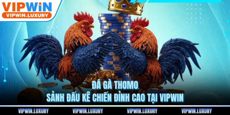 Đá Gà Thomo - Sảnh Đấu Kê Chiến Đỉnh Cao Tại VIPWIN