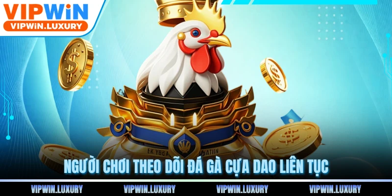 Người chơi theo dõi đá gà cựa dao liên tục