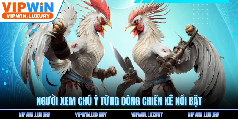 Người xem chú ý từng dòng chiến kê nổi bật
